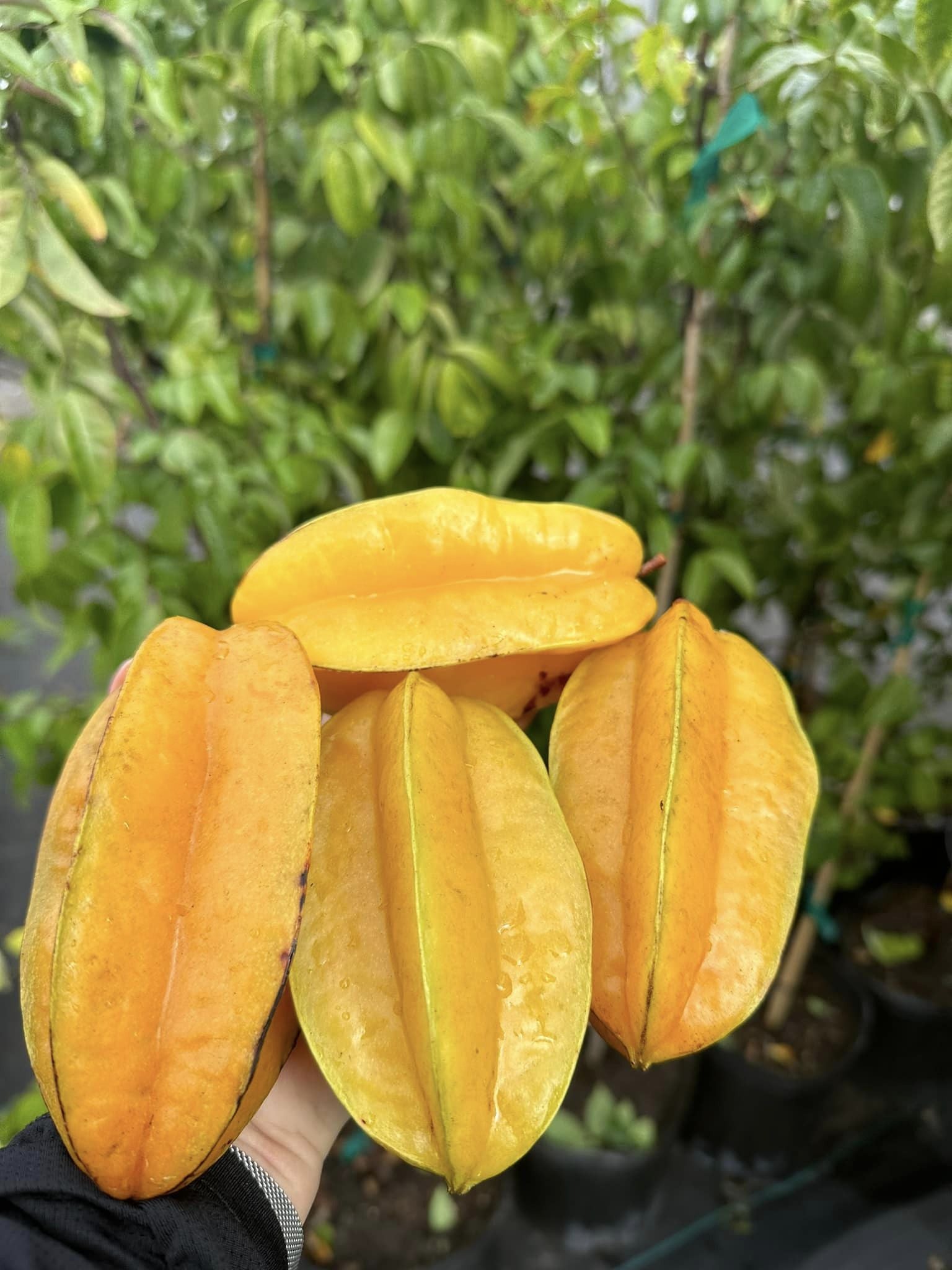 Carambola Starfruit Kembangan - Ladybird Nursery