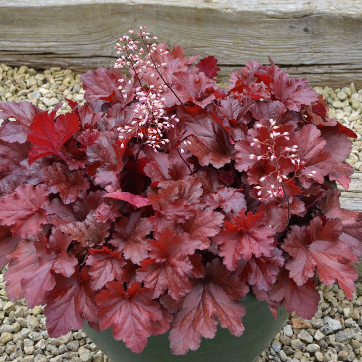 Heuchera 'Forever Red'