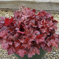 Heuchera 'Forever Red'