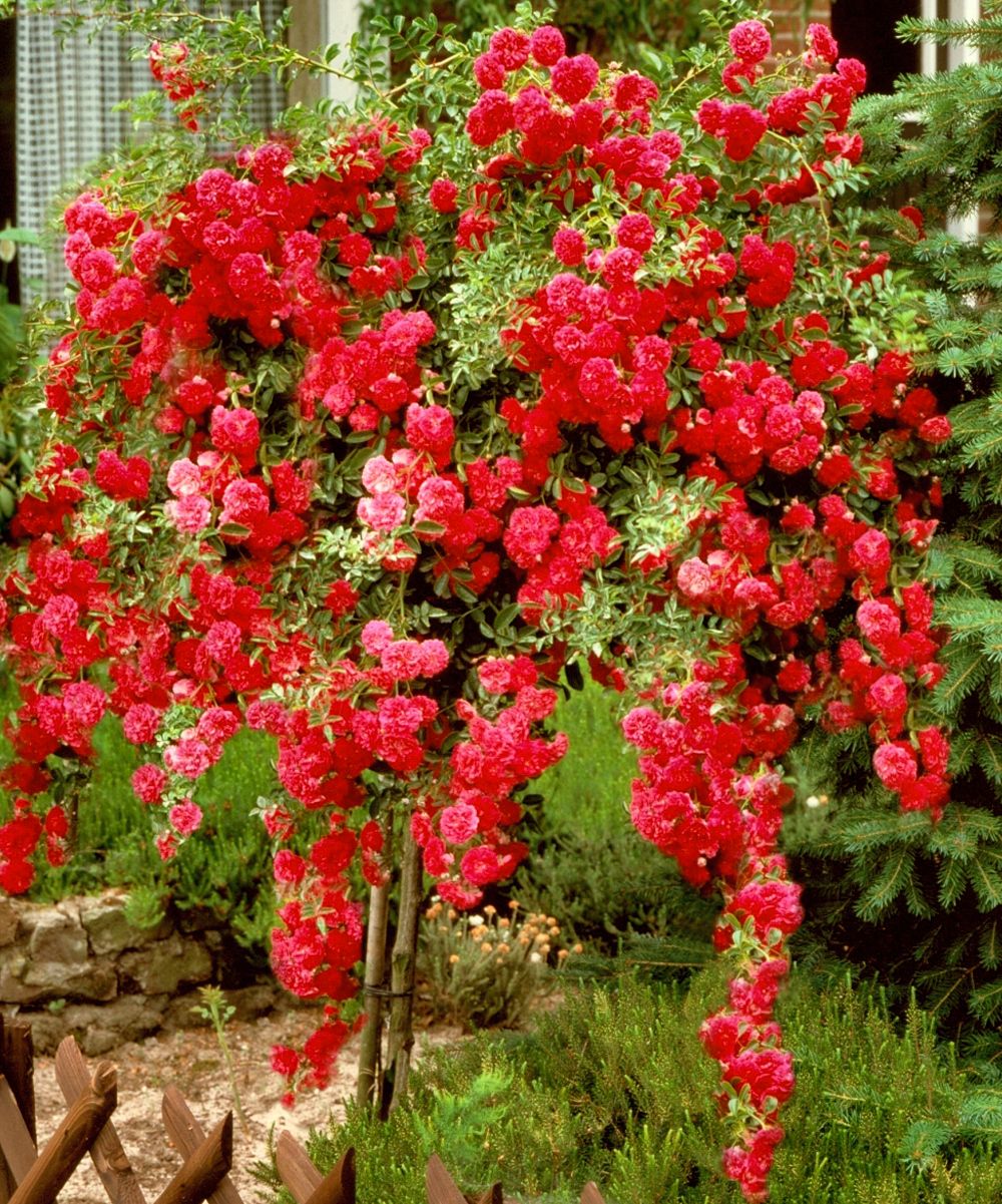 Rose Mr Lincoln Climbing (Rosa)