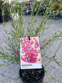 Boronia ‘Lipstick' (Boronia heterophylla) - Ladybird Nursery