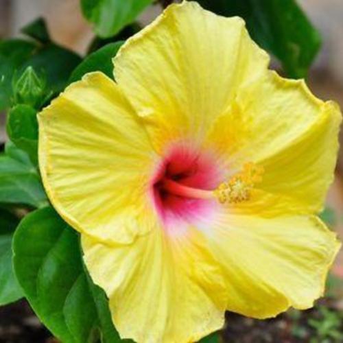 Hibiscus Rio Clara Sunshine Yellow - Ladybird Nursery