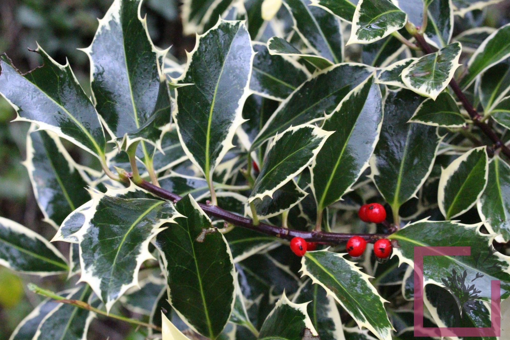 Holly Silver Queen (Ilex aquifolium) - Ladybird Nursery