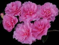 Sasanqua Camellia Slimline With Love (Camellia sasanqua) - Ladybird Nursery