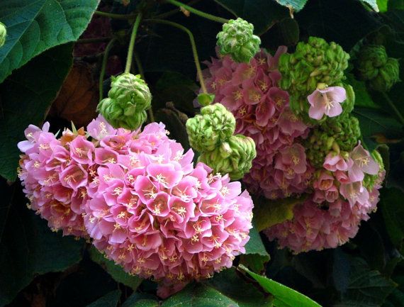 Tropical Hydrangea Pink (Dombeya wallichii)