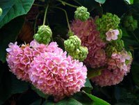 Tropical Hydrangea Pink (Dombeya wallichii) - Ladybird Nursery