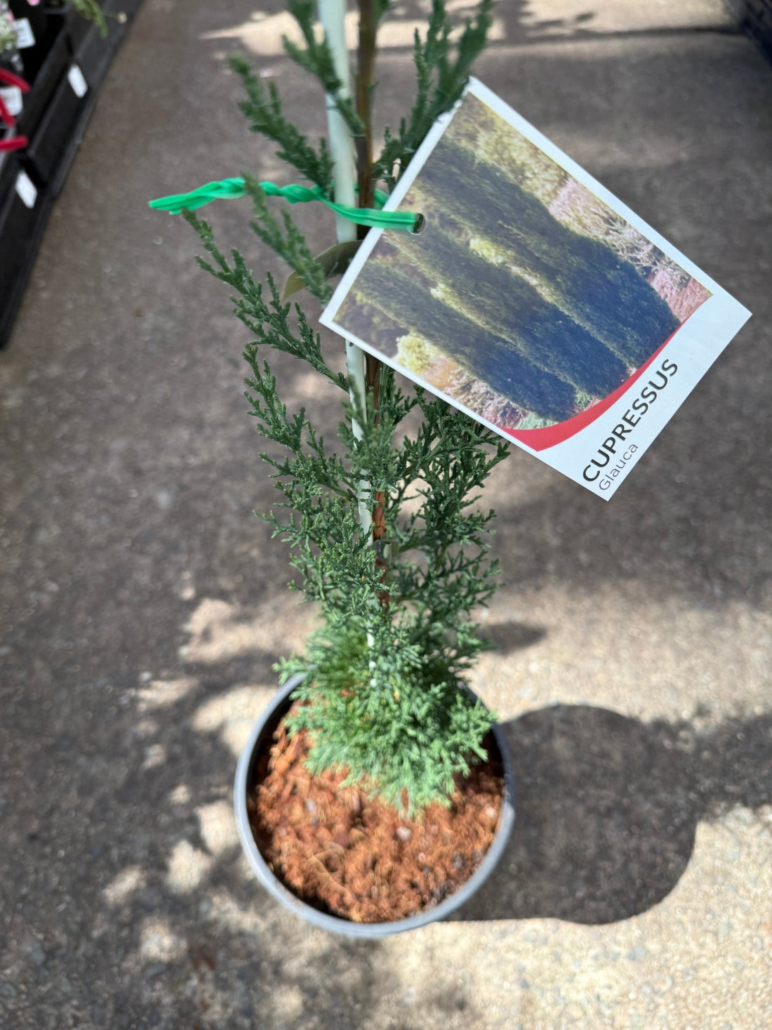 Italian Pencil Pine 'Glauca' (Cupressus sempervirens) - Large - Ladybird Nursery