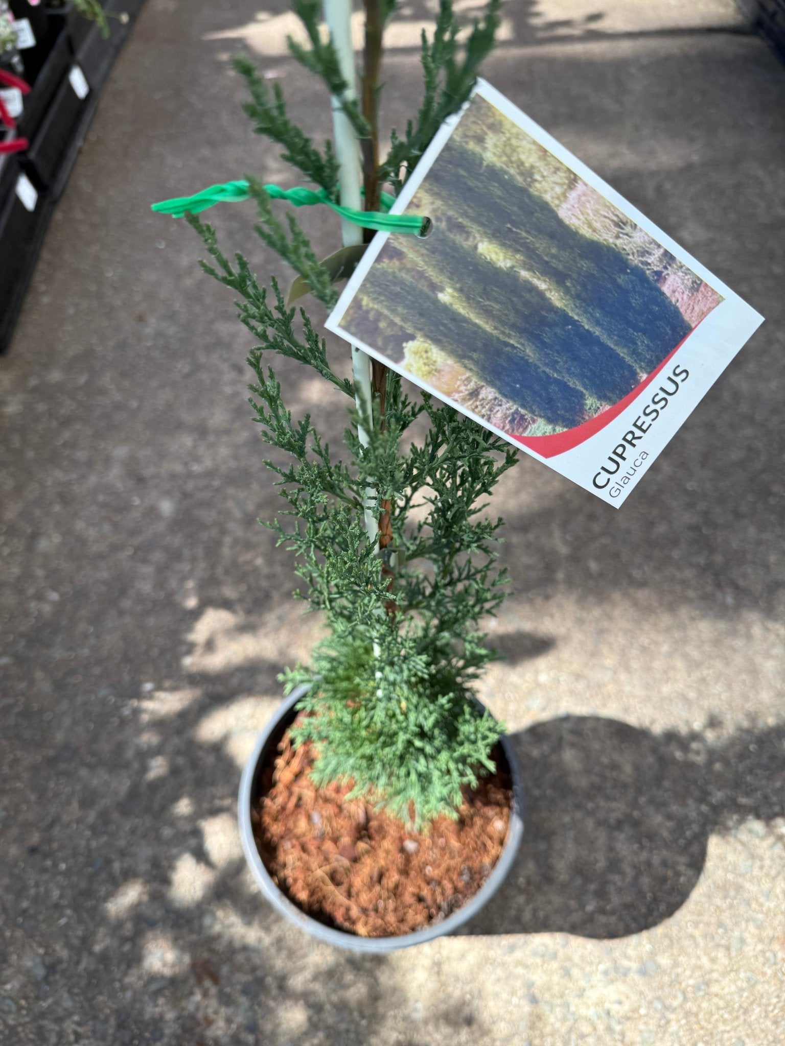 Italian Pencil Pine 'Glauca' (Cupressus sempervirens) - Large - Ladybird Nursery