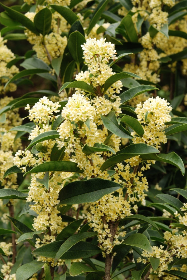 Sparzam Sparticus™ (Fraxinus americana)