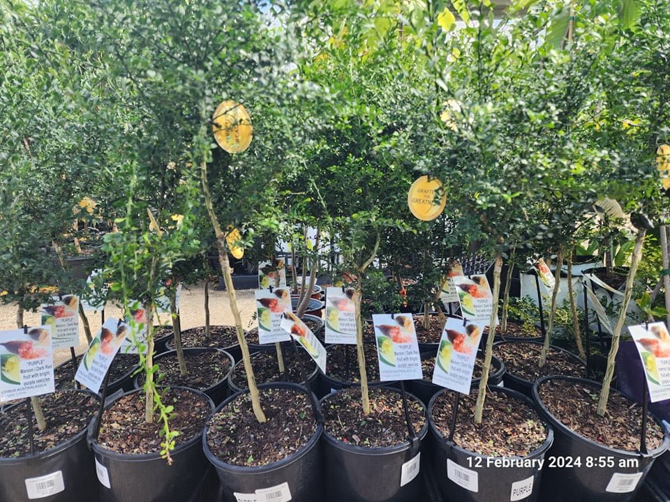 Purple Finger Lime (QLD Only) - Ladybird Nursery
