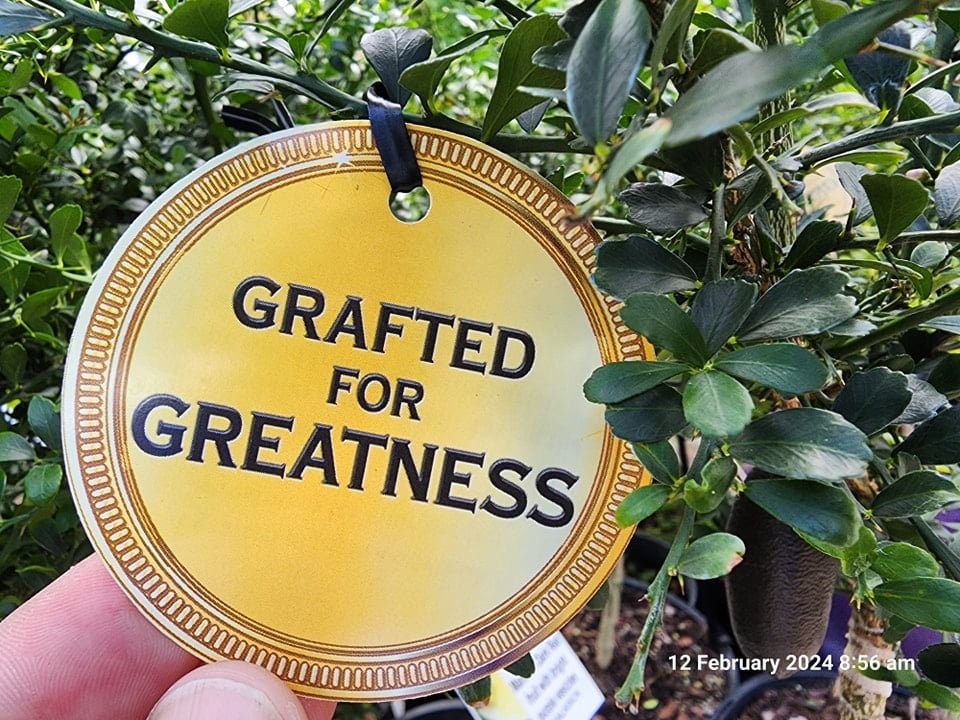 Purple Finger Lime (QLD Only) - Ladybird Nursery