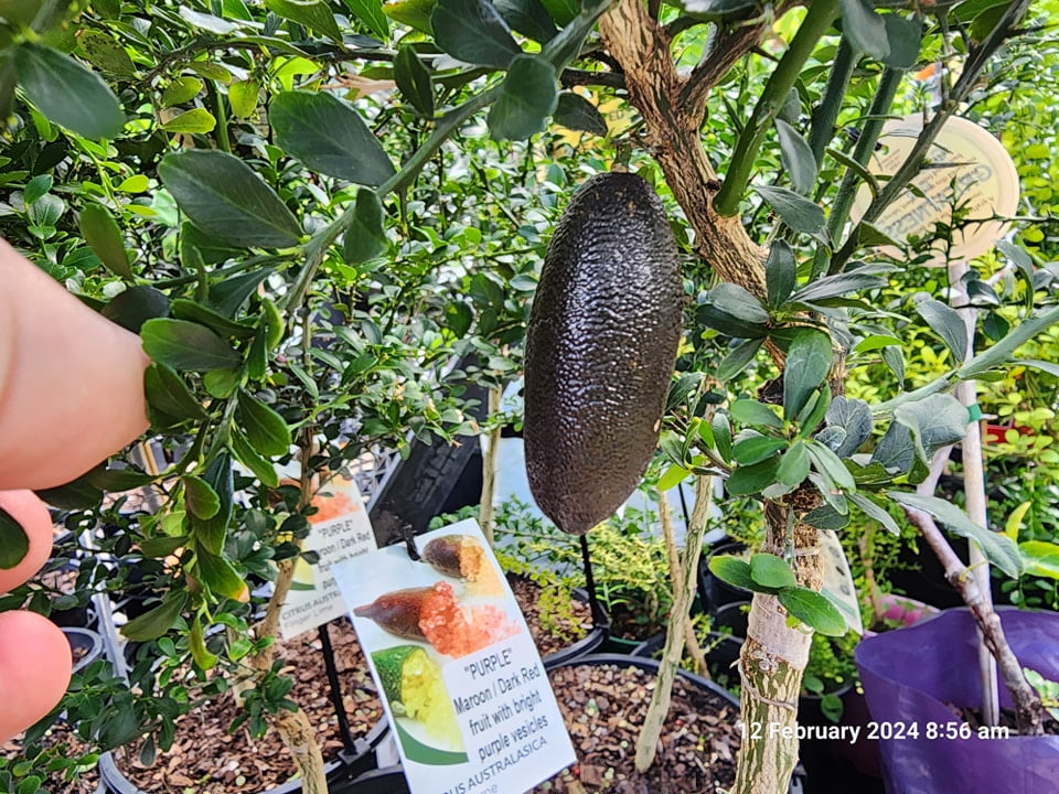 Purple Finger Lime (QLD Only)