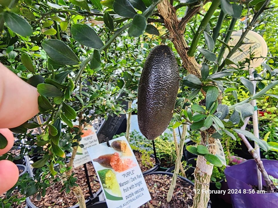 Purple Finger Lime (QLD Only) - Ladybird Nursery