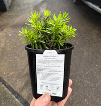 Bottlebrush Matthew Flinders (Callistemon) - Ladybird Nursery