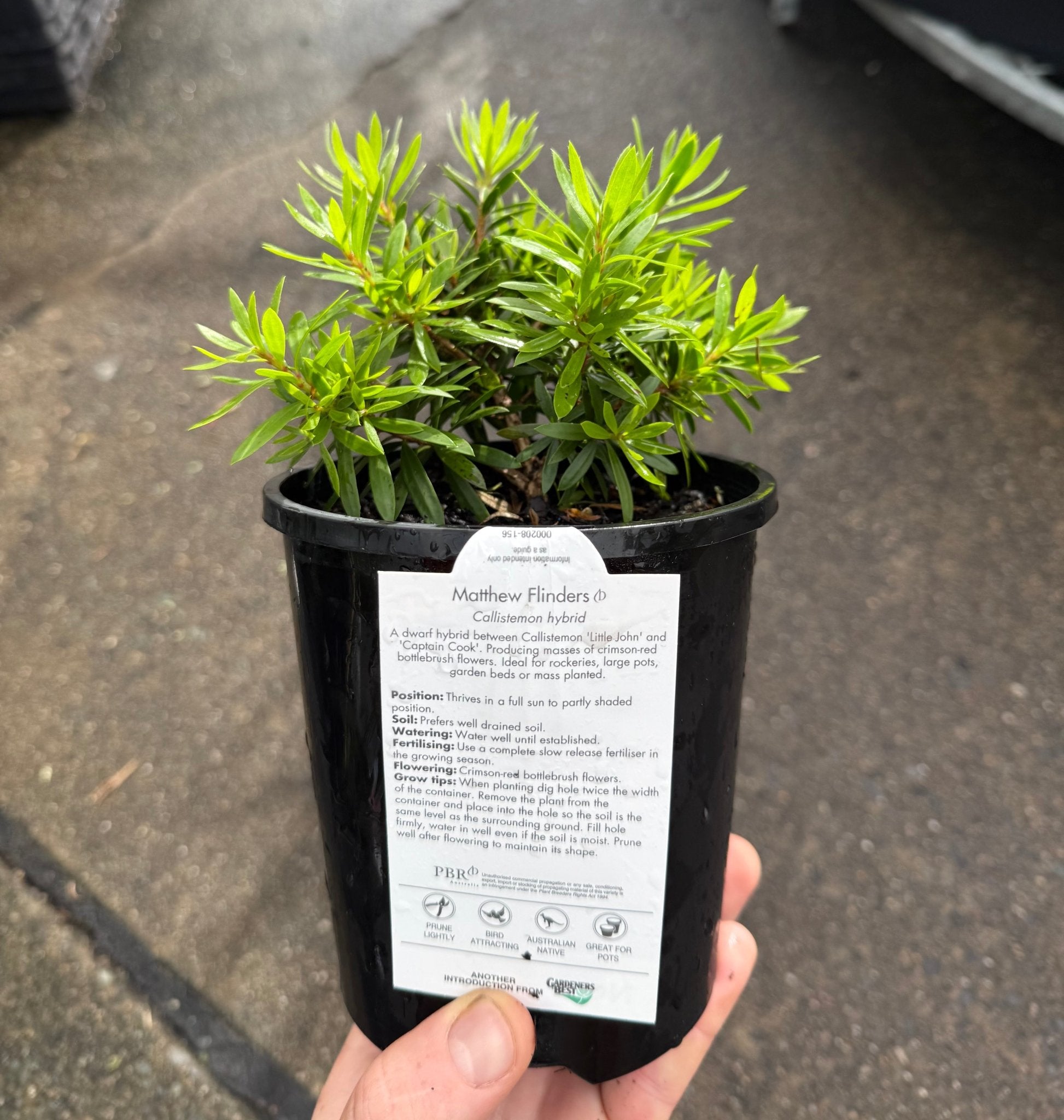 Bottlebrush Matthew Flinders (Callistemon) - Ladybird Nursery