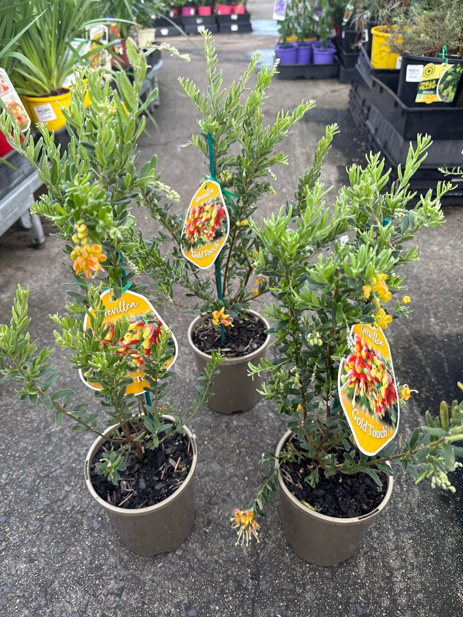 Dwarf Grevillea 'Gold Touch' - Ladybird Nursery
