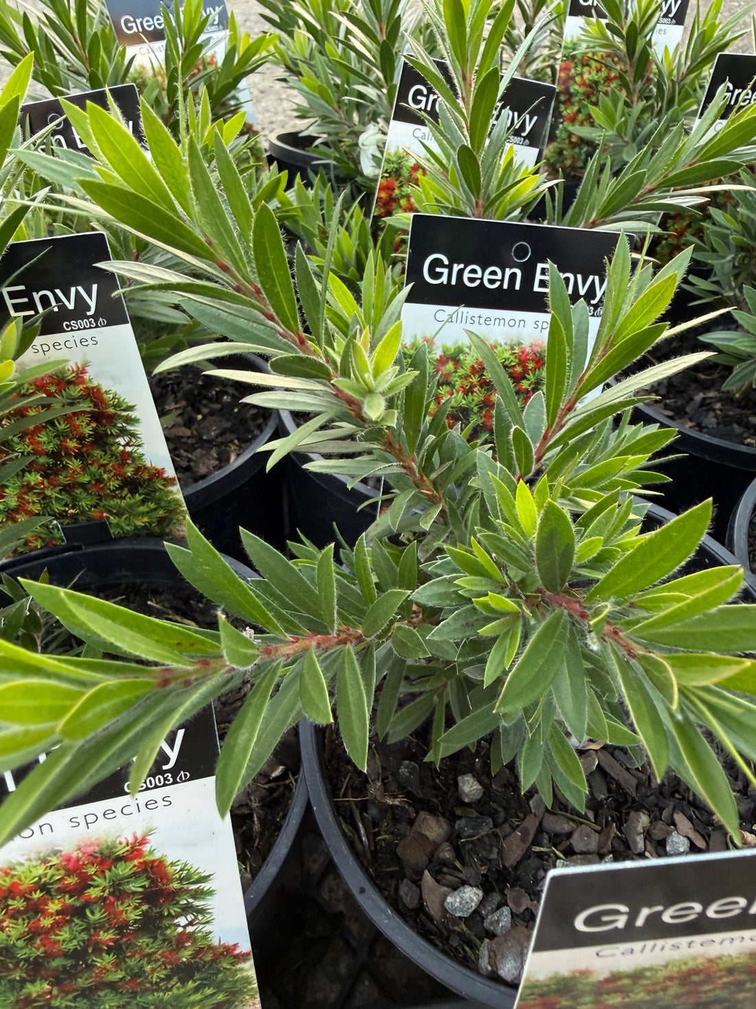 Green Envy (Callistemon viminalis) - Ladybird Nursery