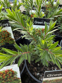 Green Envy (Callistemon viminalis) - Ladybird Nursery