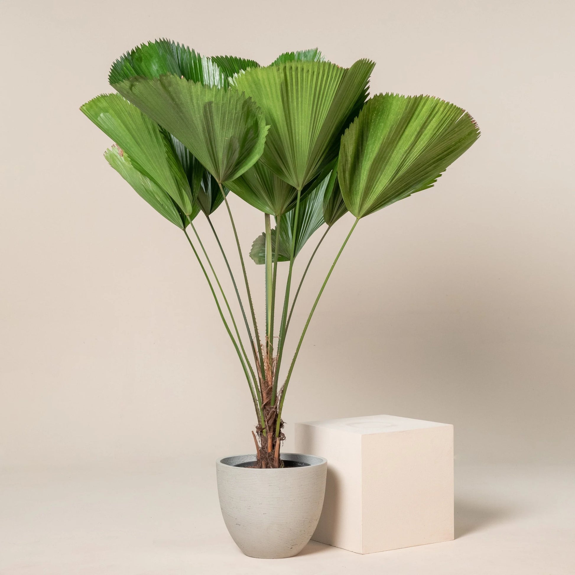 Ruffled Fan Palm (Licuala grandis)