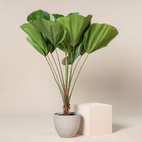 Ruffled Fan Palm (Licuala grandis)