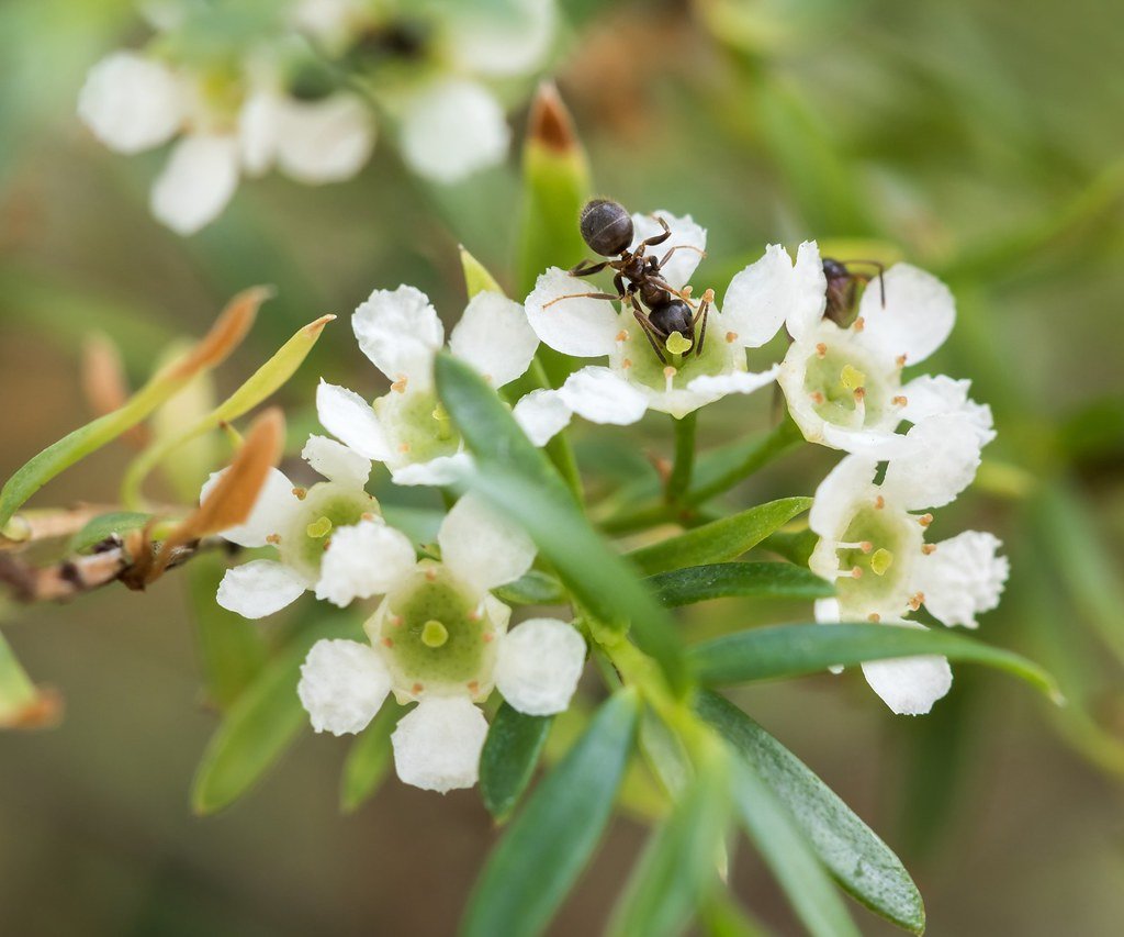Sannantha similis - Ladybird Nursery