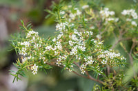 Sannantha similis - Ladybird Nursery
