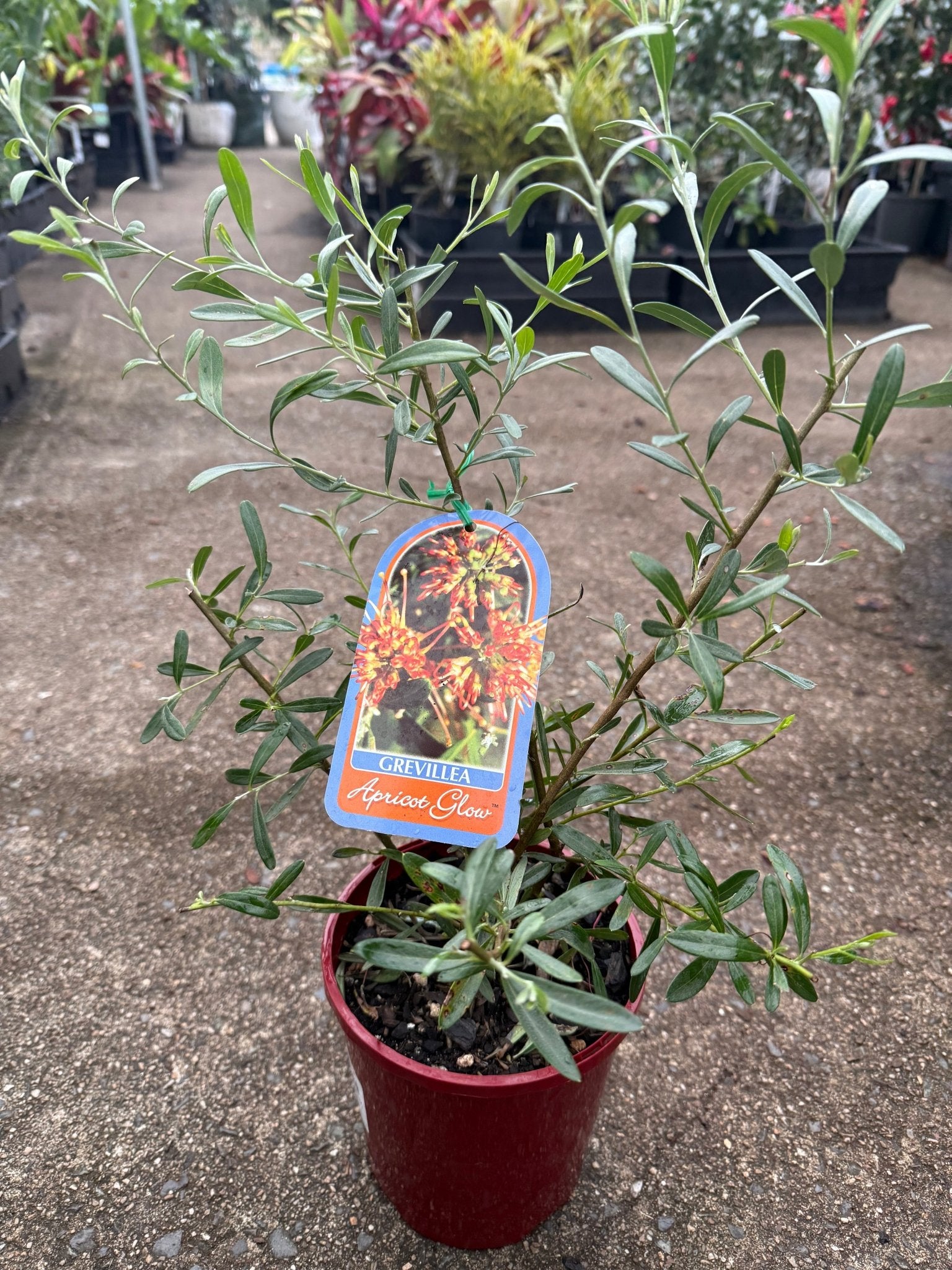 Grevillea 'Apricot Glow' - Ladybird Nursery