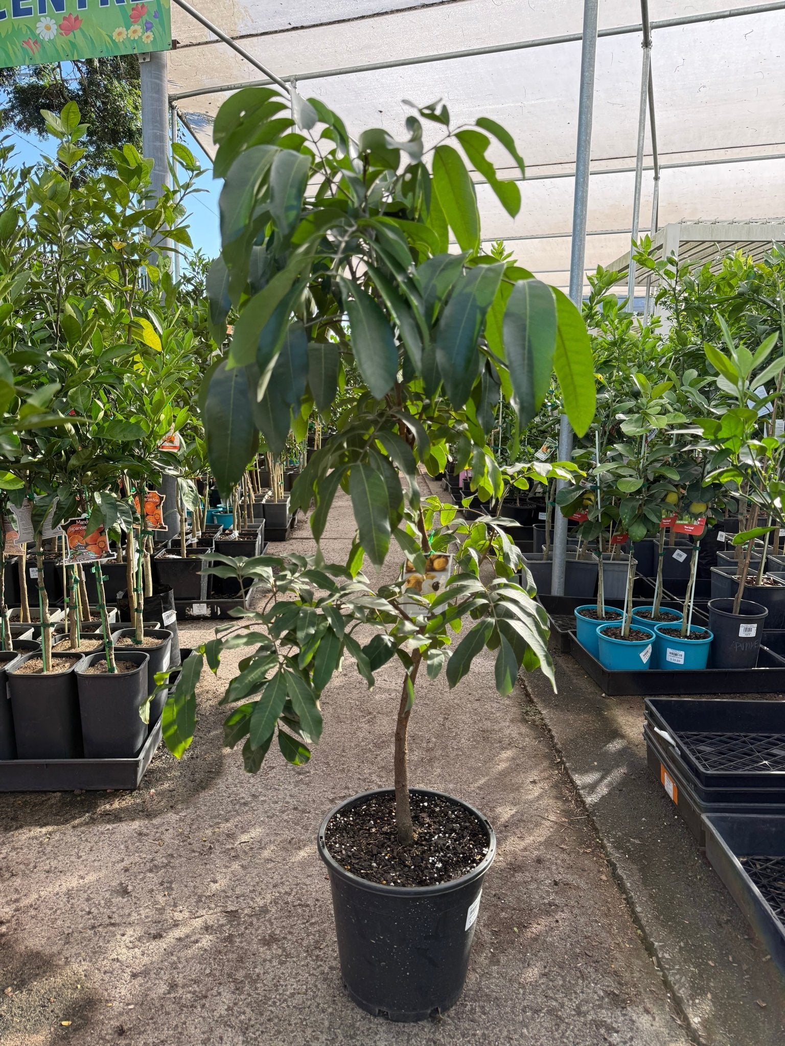Longan 'Kohala' - Advanced (PICKUP ONLY) - Ladybird Nursery