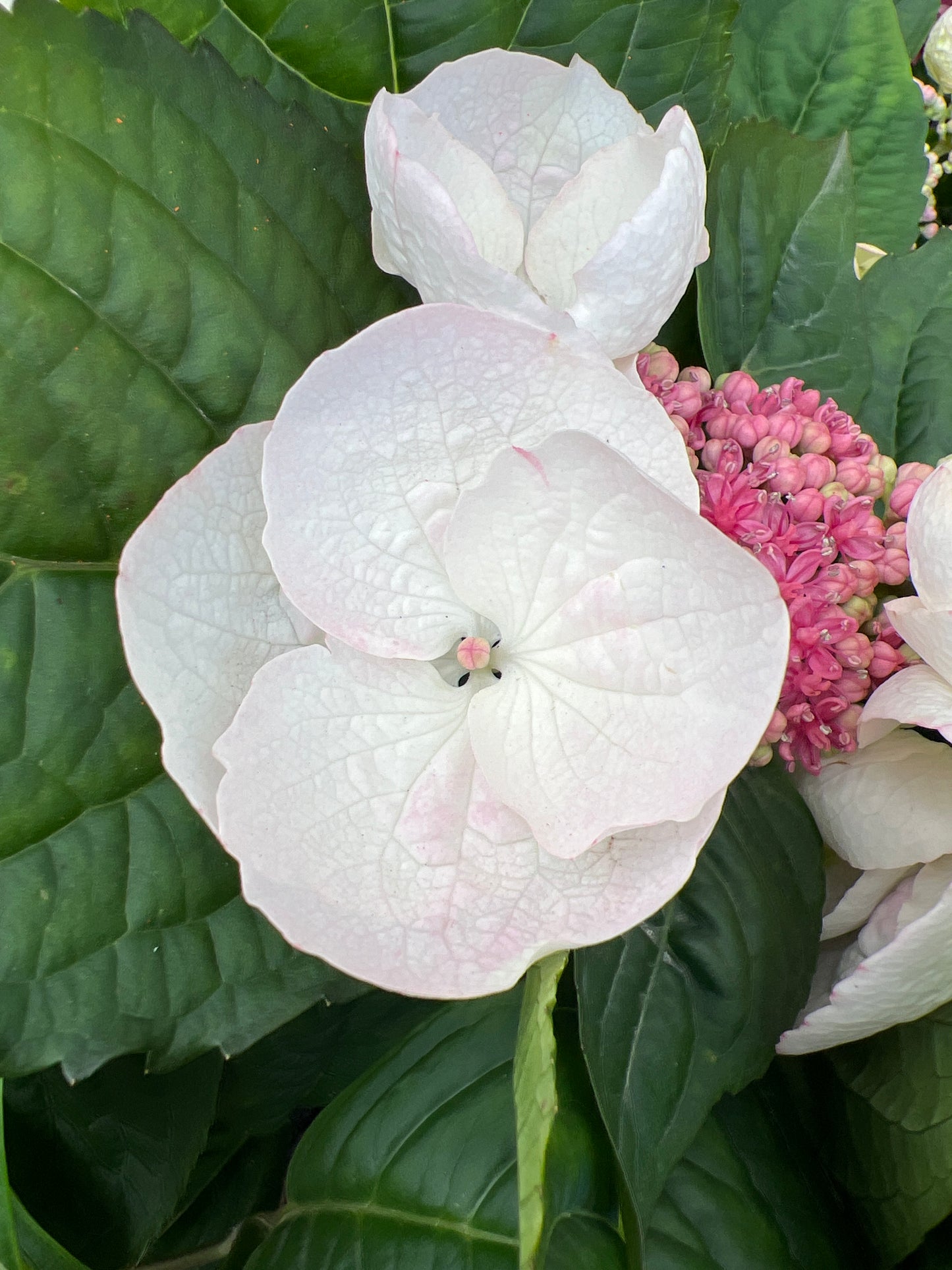 Hydrangea Trail Blazer