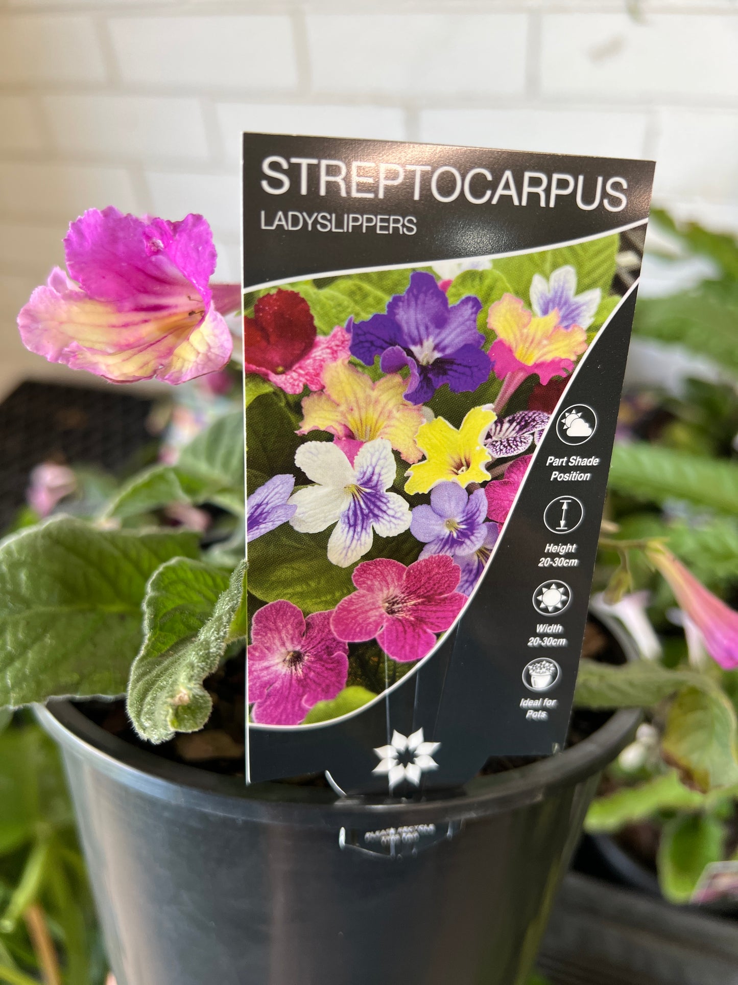 Cape Primrose Lady Slippers Yellow Pink (Streptocarpus)