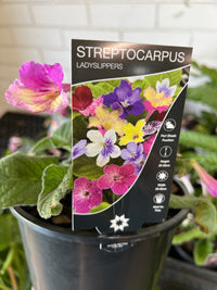 Cape Primrose Lady Slippers Yellow Pink (Streptocarpus)