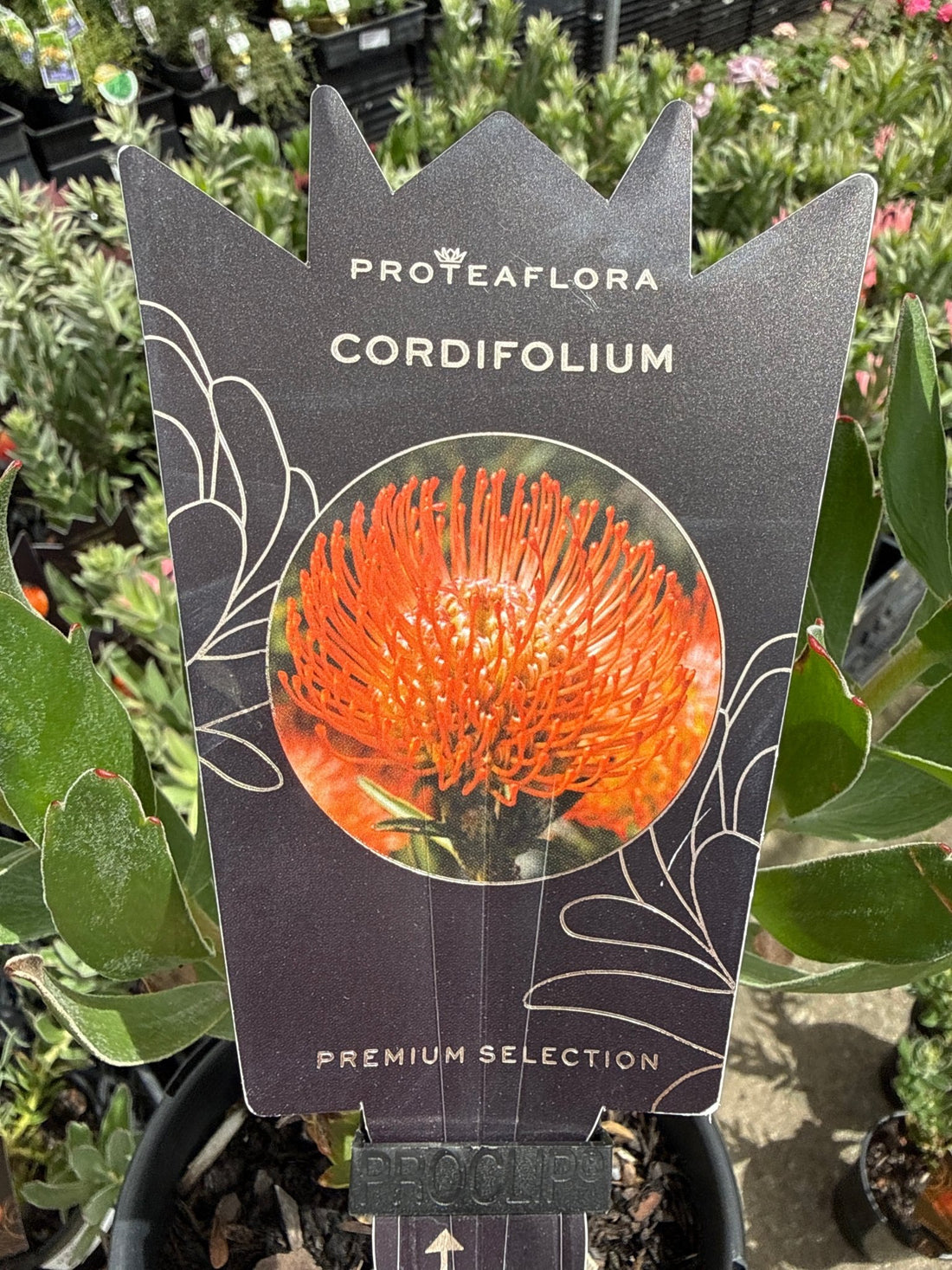 Leucospermum cordifolium - Ladybird Nursery