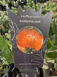 Leucospermum cordifolium - Ladybird Nursery