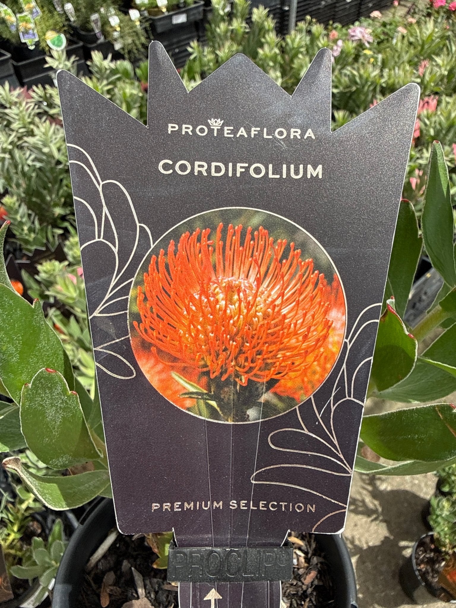 Leucospermum cordifolium - Ladybird Nursery