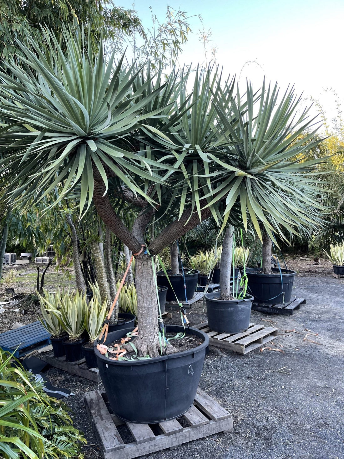 Dragon Tree (Dracaena draco) - Ladybird Nursery