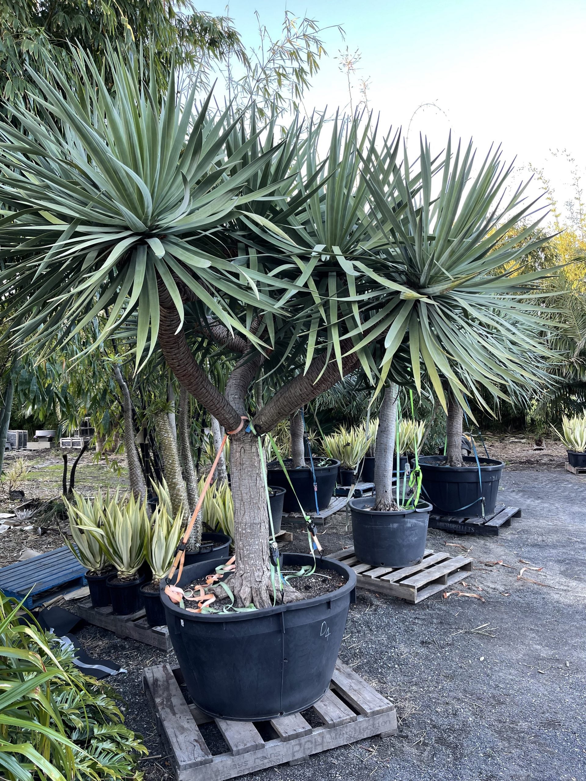 Dragon Tree (Dracaena draco)