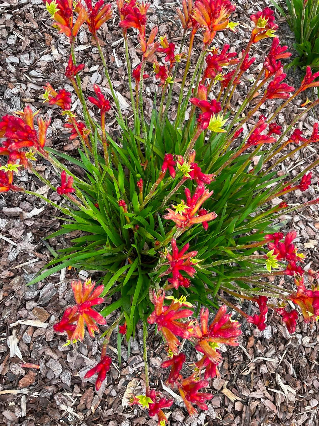 Kangaroo Paw 'Bush Surprise' (Anigozanthos) - Ladybird Nursery