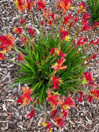Kangaroo Paw 'Bush Surprise' (Anigozanthos) - Ladybird Nursery