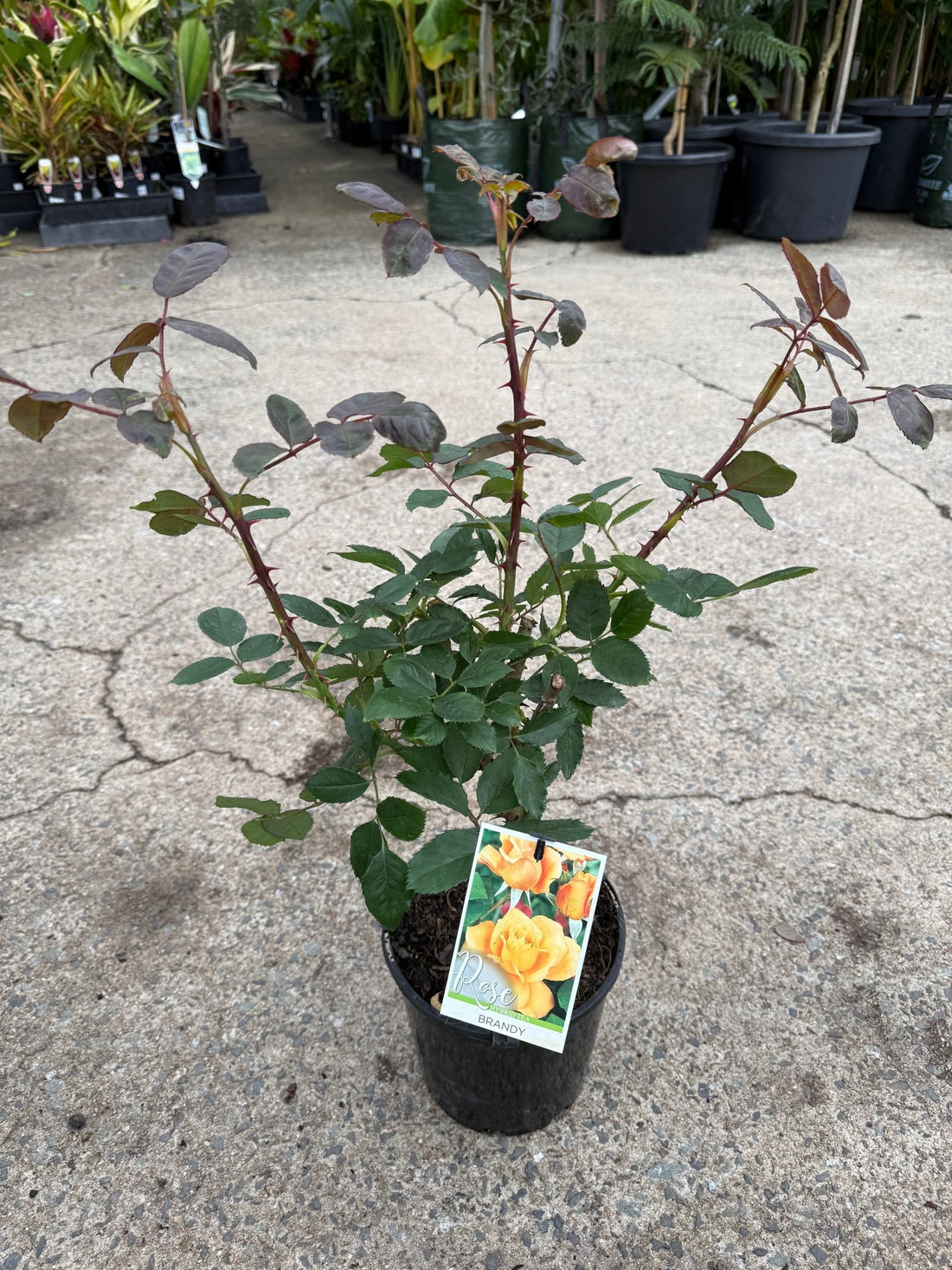 Rose 'Brandy' - Ladybird Nursery