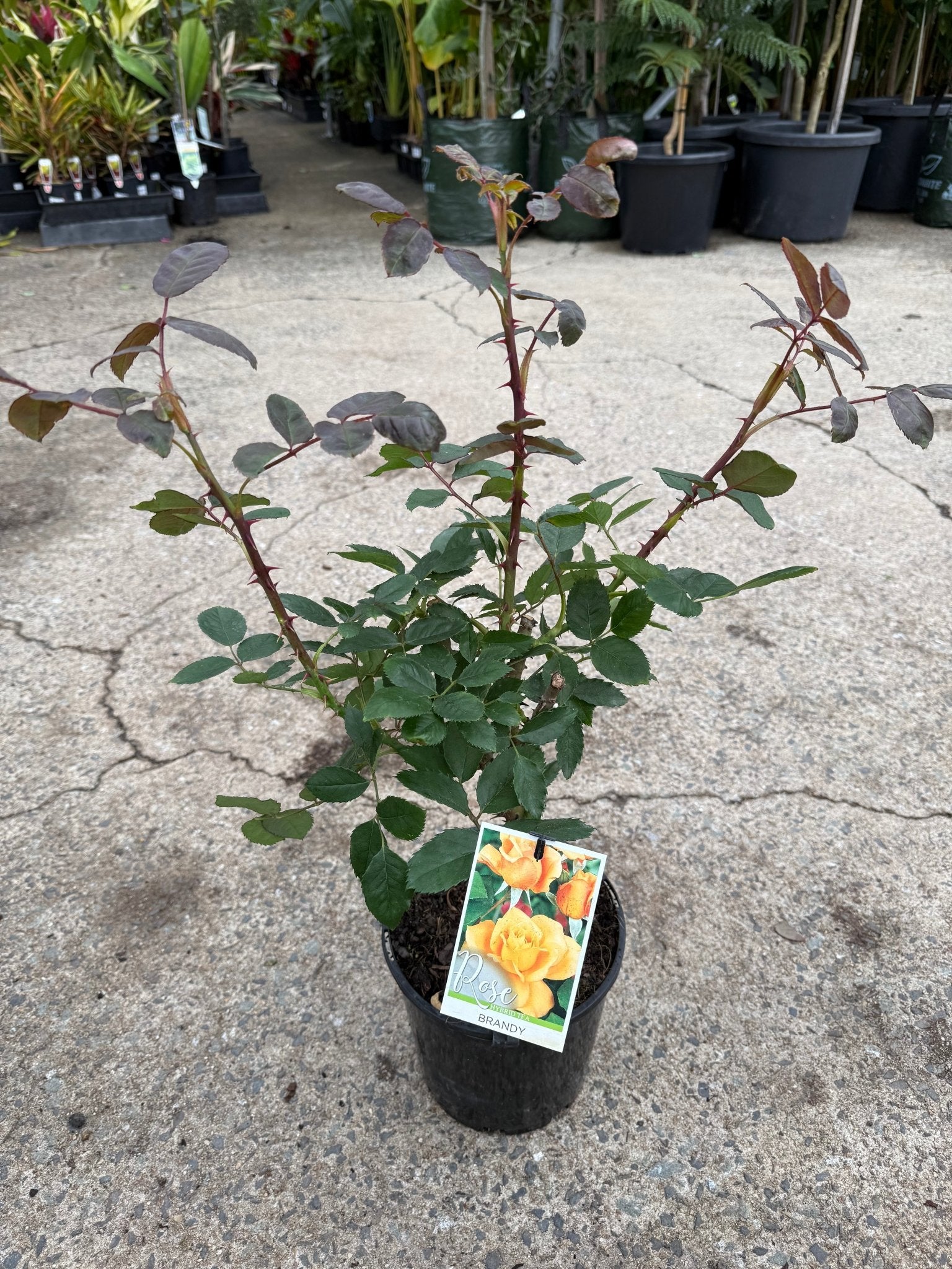 Rose 'Brandy' - Ladybird Nursery