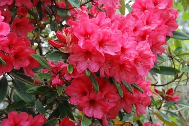 Rhododendron Anna Rose - Ladybird Nursery