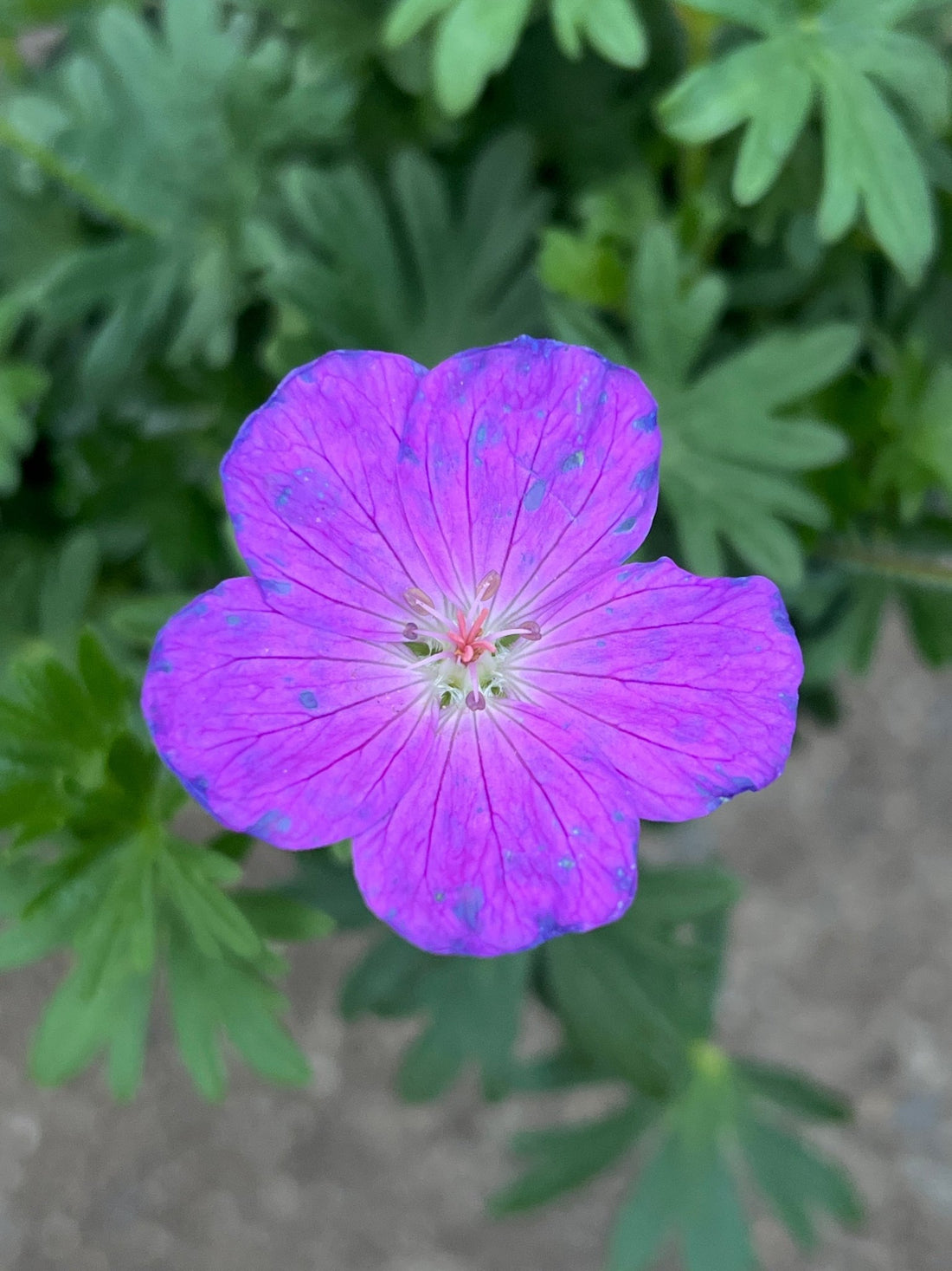 Geranium 'Party Lights Purple' - Ladybird Nursery
