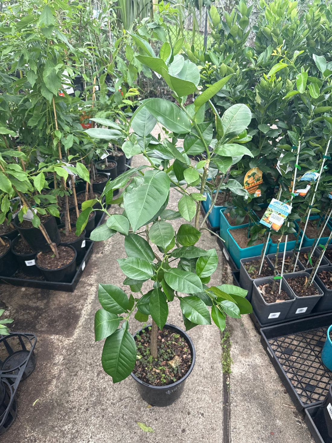 Grapefruit Oro Blanco (QLD Only) - Ladybird Nursery