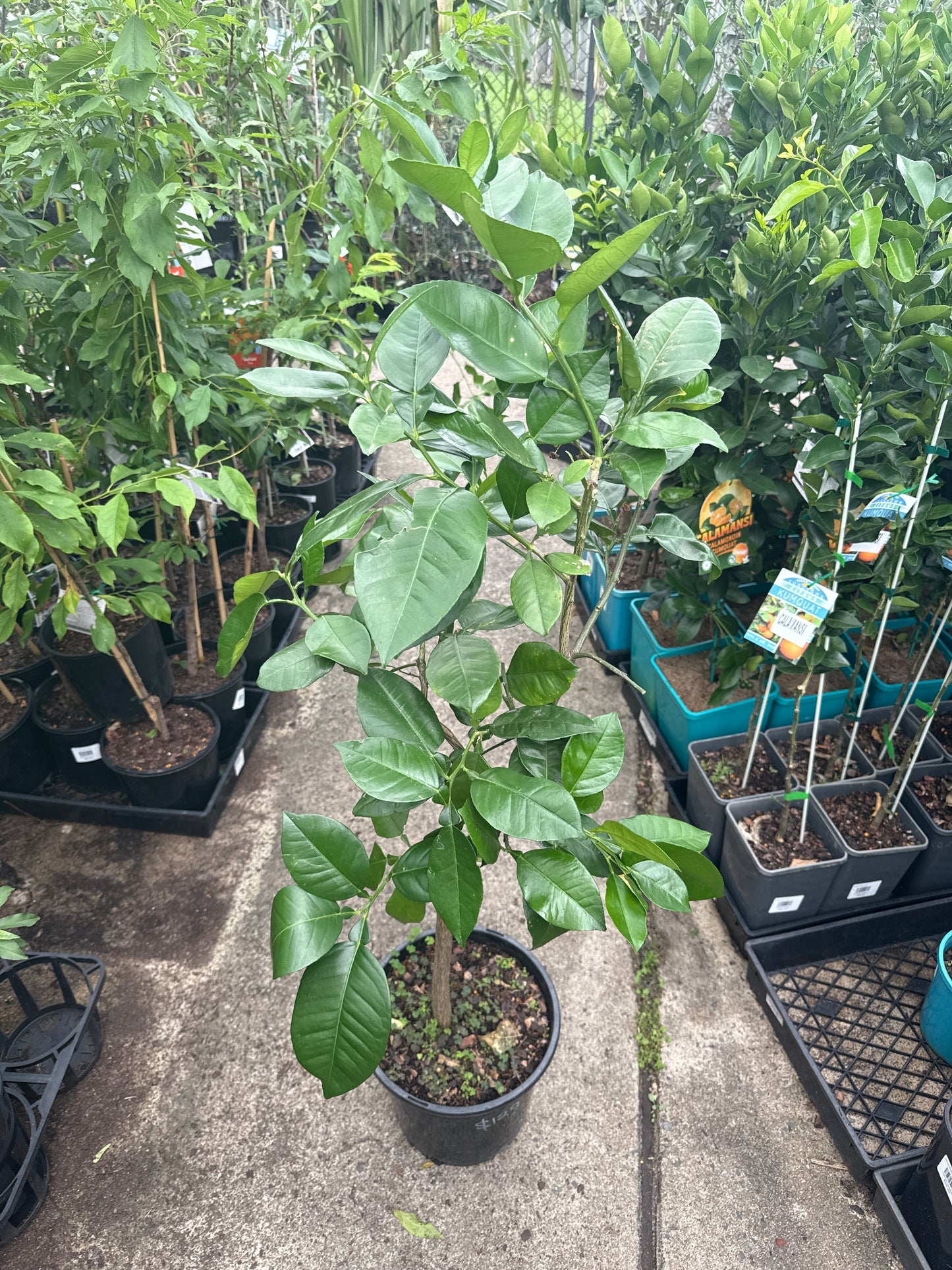 Grapefruit Oro Blanco (QLD Only)