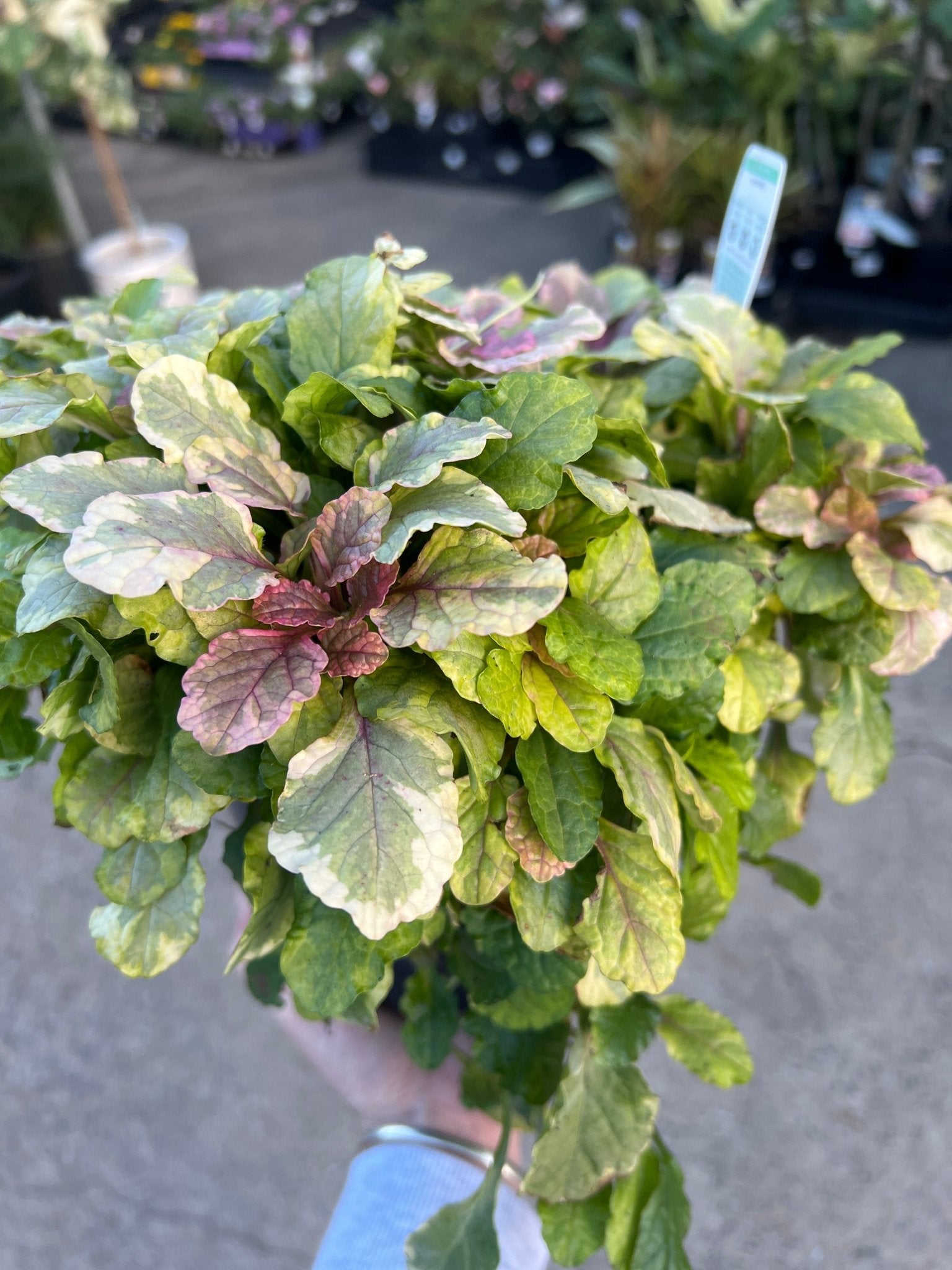 Ajuga 'Burgundy Lace' - Ladybird Nursery