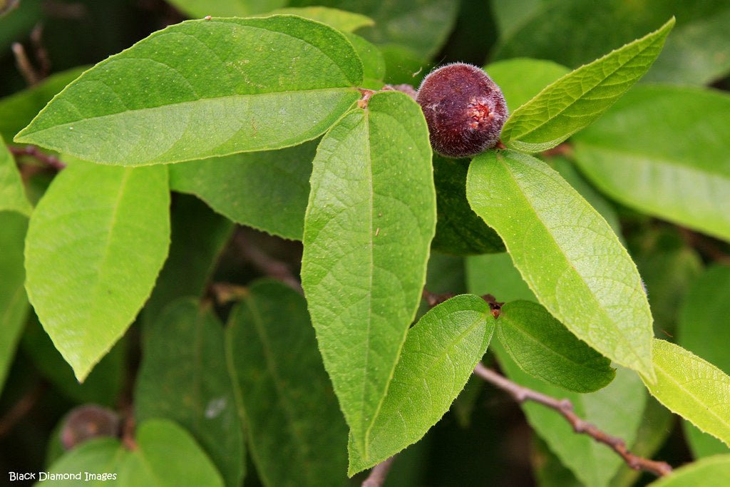 Sandpaper Fig (Ficus coronata) - Ladybird Nursery