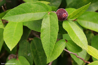 Sandpaper Fig (Ficus coronata) - Ladybird Nursery
