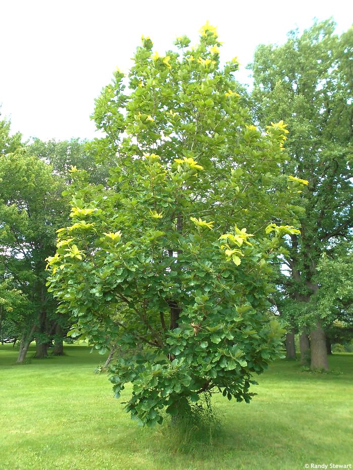 Daimyo Oak (Quercus dentata)
