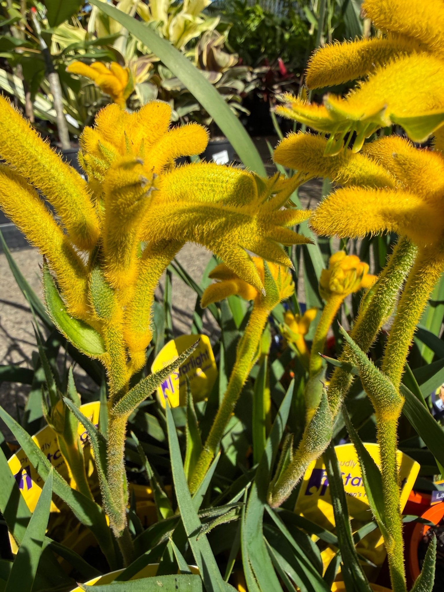 Kangaroo Paw 'Bush Zest' (Anigozanthos) - Ladybird Nursery