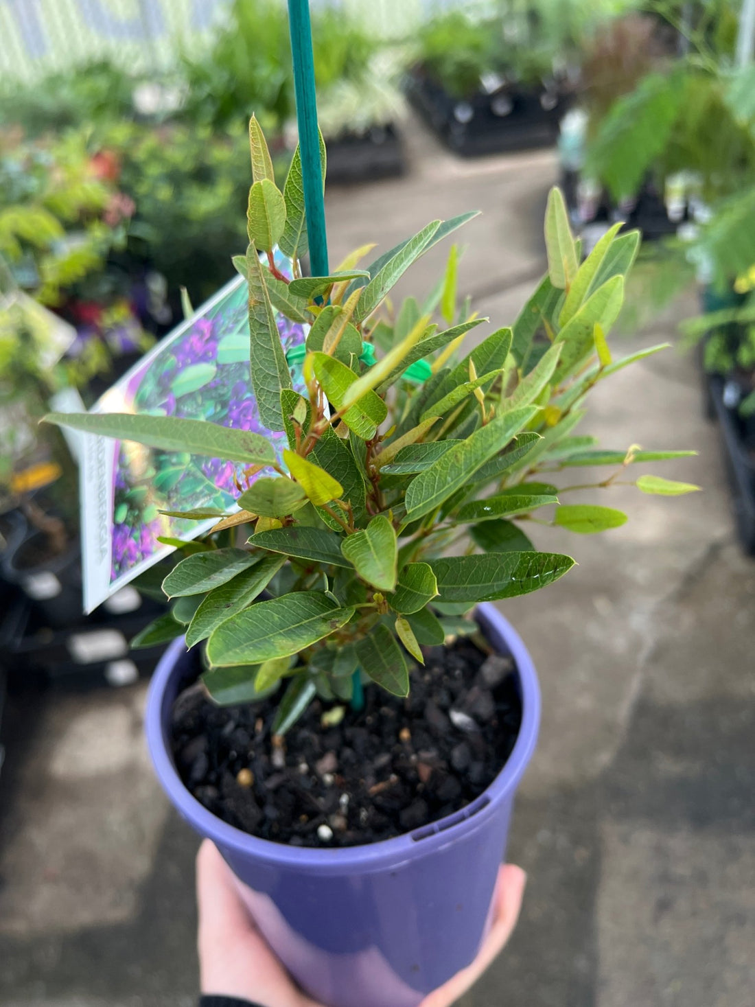 Hardenbergia 'Mini HaHa' (Hardenbergia violacea) - Ladybird Nursery